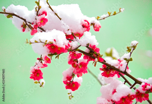 Snow covered flower in spring
