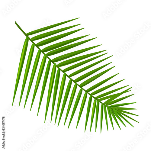 Coconut leaf vector icon.Cartoon vector icon isolated on white background coconut leaf.