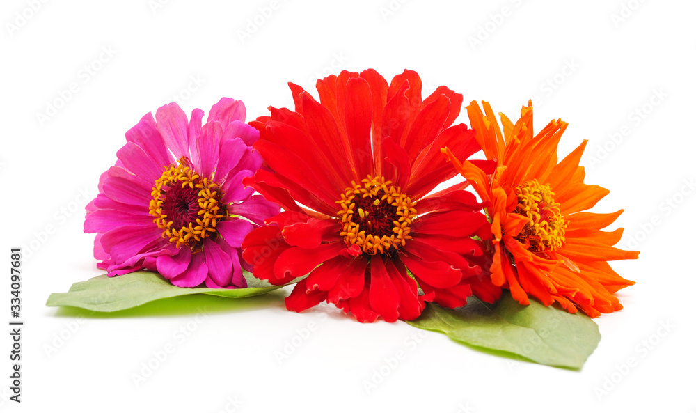 Bouquet of multicolored zinnia. Bouquet of multicolored zinnia.