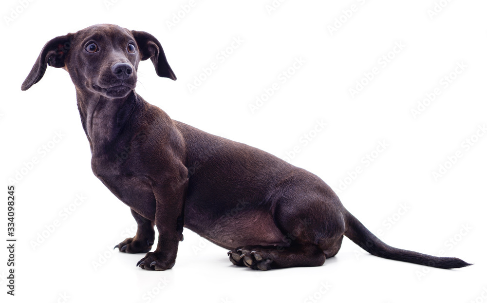 One black dachshund. One black dachshund.