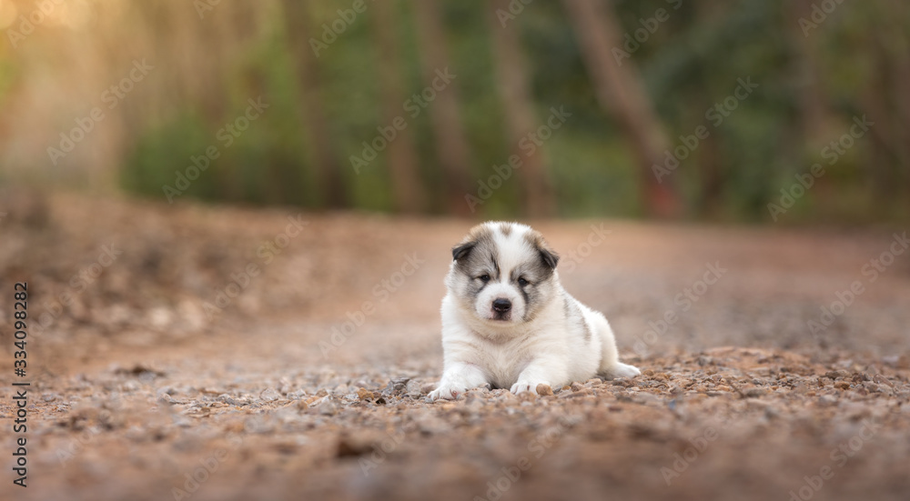 Puppy lying and looking camera on the floor  in the park