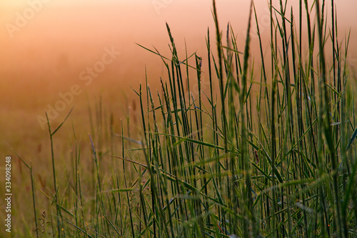 grass on sunset