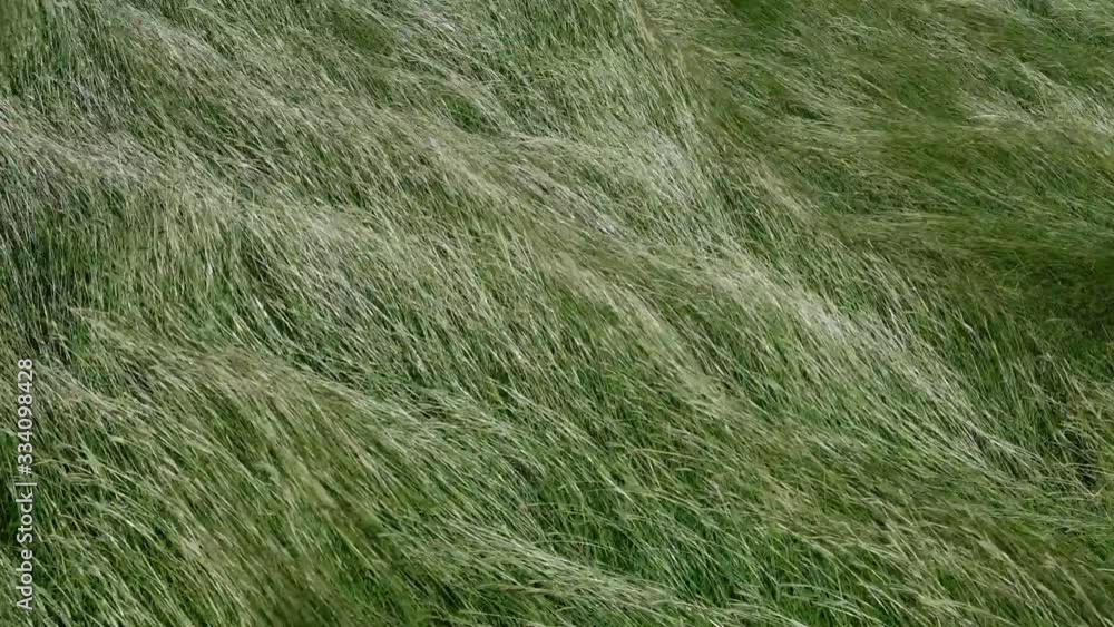 Tall grass blowing in the wind Tall grass blowing in the wind