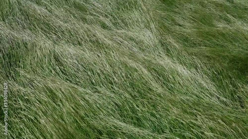 Tall grass blowing in the wind photo
