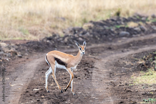Female Thomsons gallaze crossing a dirt road in Nairobi National Park