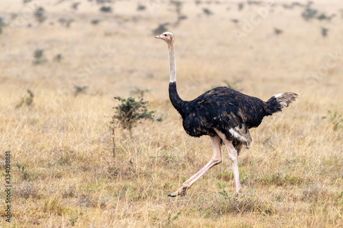 Male ostrich, side view, walking through the long grass of Nairobi National Park