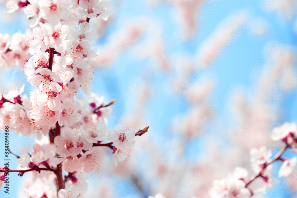 Blooming cherry sakura against blue sky