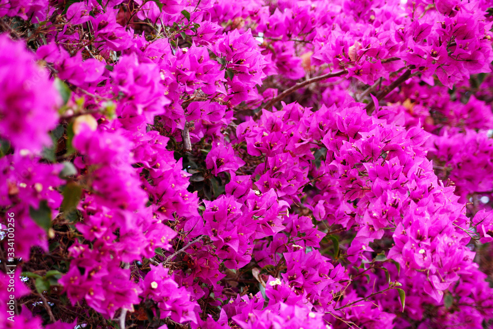 Pink flowers of bougainvillea. Pink flowers of bougainvillea.