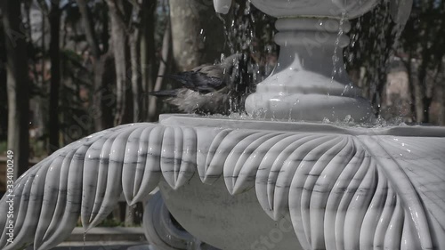 Bird having a bird bath in the fountain