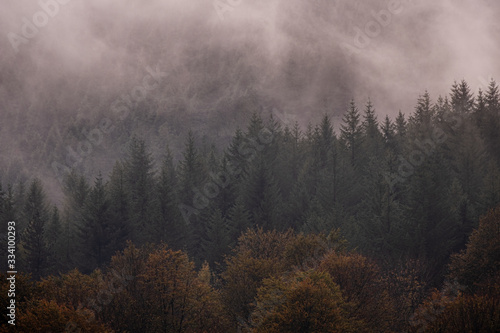 Extremely foggy day in woodland. Lots of trees with autumn colors and moody atmosphere.