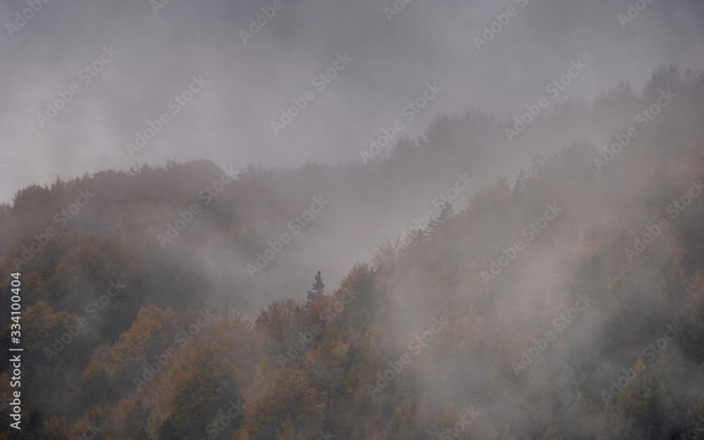 Extremely foggy day in woodland. Lots of trees with autumn colors  and moody atmosphere.