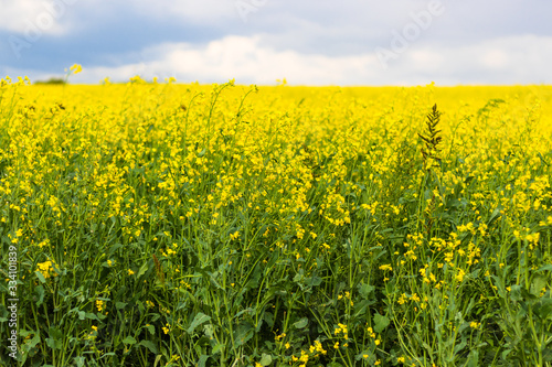 Field of blooming rapeseed in sunny weather in spring or summer. Ecological culture. Biofuel.