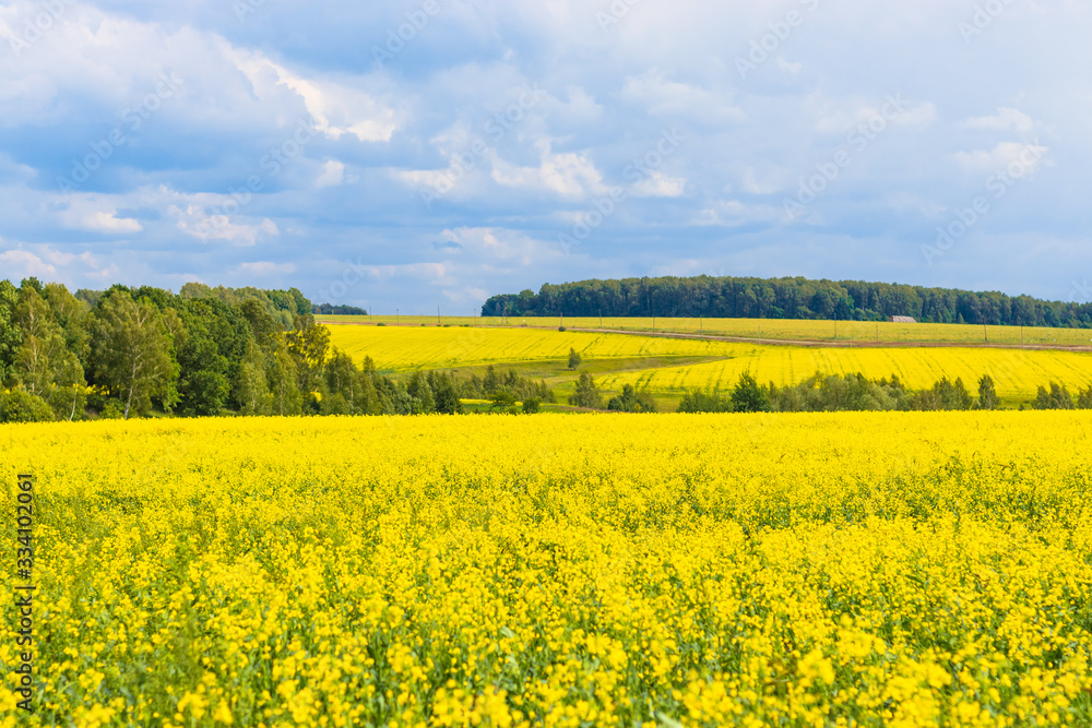 Beautiful yellow fields of blooming rapeseed in sunny weather in spring or summer. Landscape. Ecological culture. Biofuel.