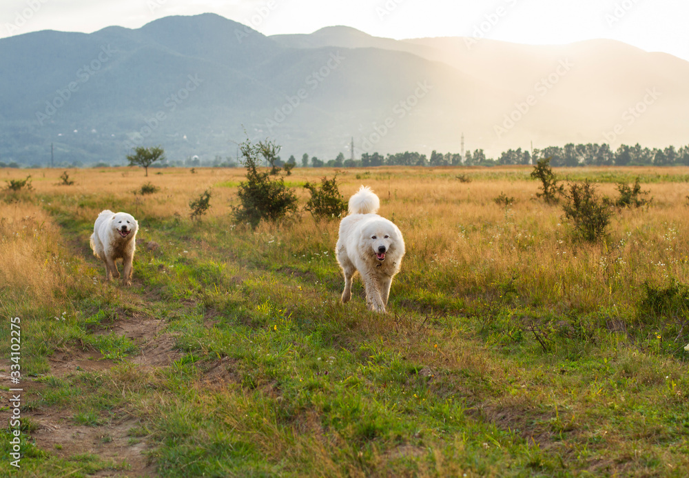 Fototapeta premium against the background of mountains a white dog