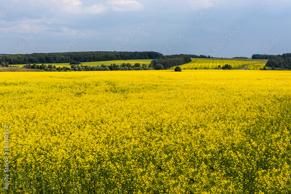 Beautiful yellow fields of blooming rapeseed in sunny weather in spring or summer. Landscape. Ecological culture. Biofuel. Beautiful yellow fields of blooming rapeseed in sunny weather in spring or summer. Landscape. Ecological culture. Biofuel.