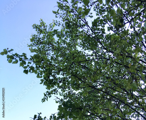 tops of apricot trees on a background of blue sky. green apricot trees in the garden