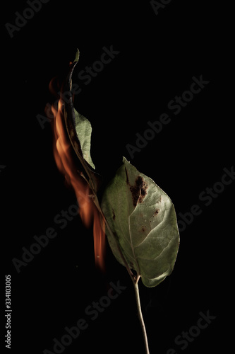 Withered flower. Withered flowers on black background. Dried flowers