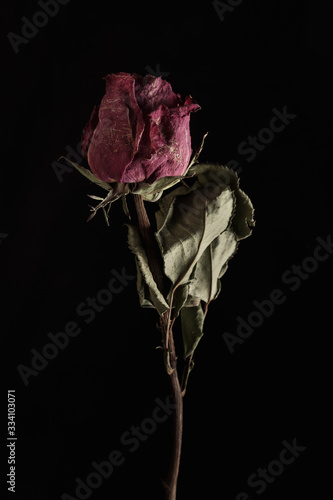 Withered flower. Withered flowers on black background. Dried flowers