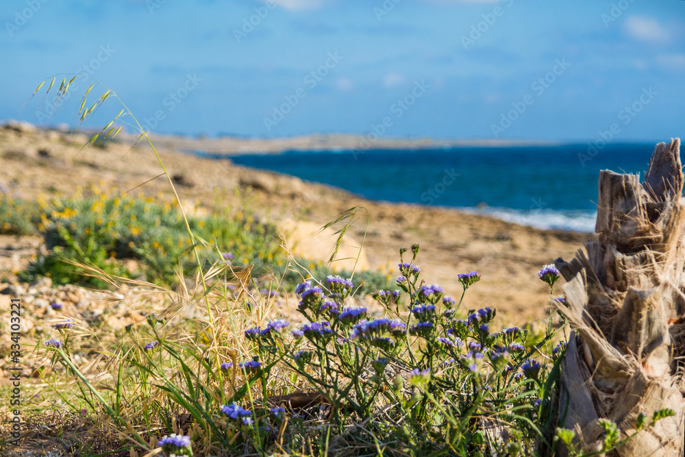 Calming mediterranean seascape on Cyprus near Pafos city. Blue cloudy sky above the sea with purple flowers and stump.