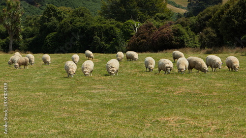 Sheep on a pasture in Otago on South Island of New Zealand