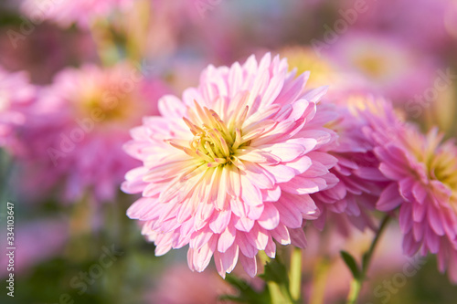 bright pink flower with blurred background flower petals in the sun in the garden with a beautiful bokeh