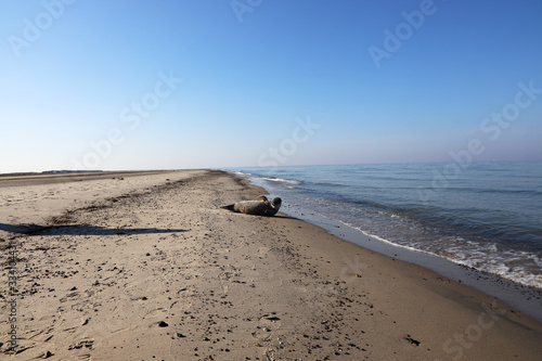 Relaxed seal on the beach on the North Sea  Grenen  Skagen