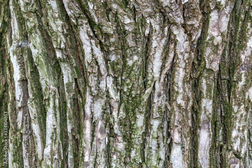 The gray bark of an old tree with green inclusions of moss. For designers or backgrounds.