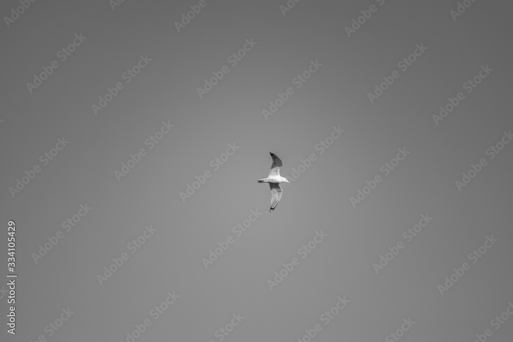 seagull flying in the sky seagull flying in the sky