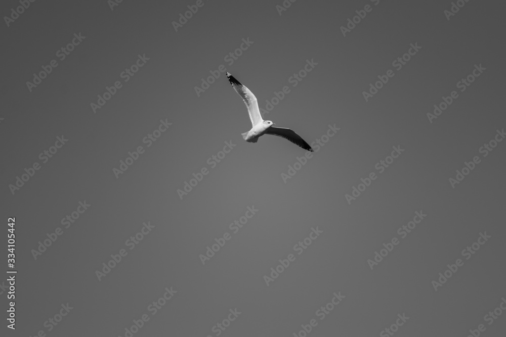 Obraz premium seagull flying in the sky