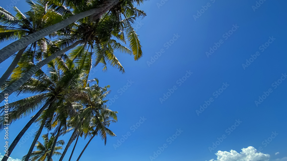 Palm trees on a blue Sunny background Palm trees on a blue Sunny background