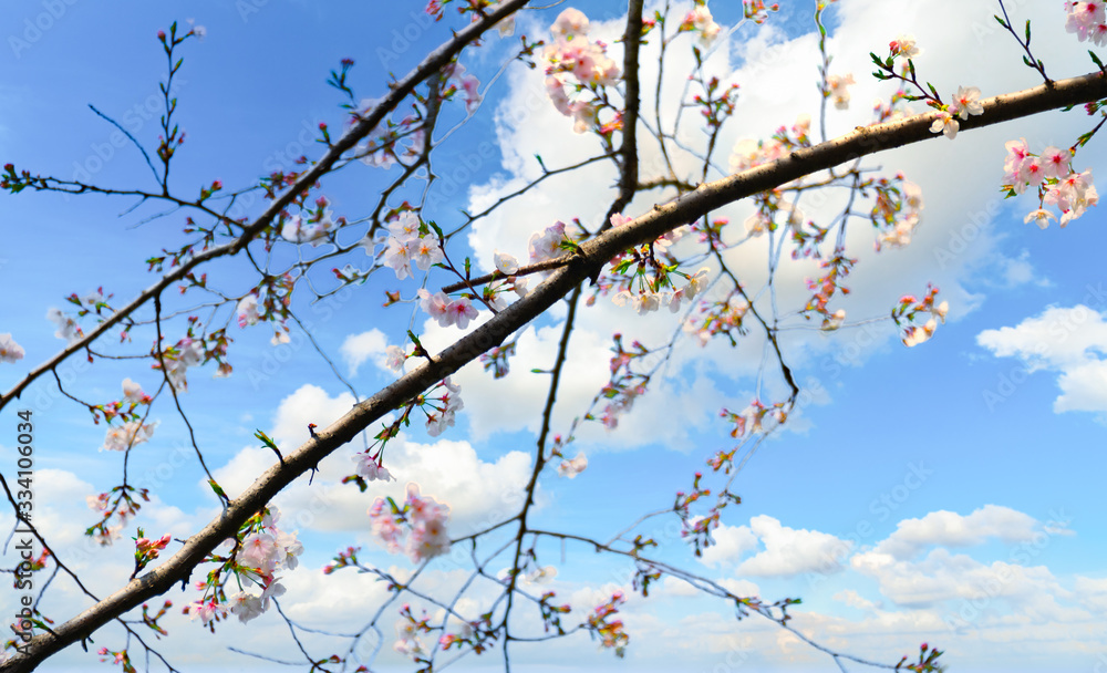 Cherry blossom in full bloom