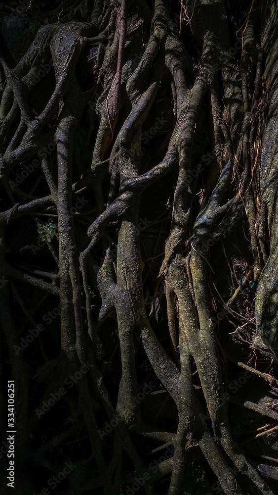 The roots of the trees in the jungle. Dark abstract vertical background The roots of the trees in the jungle. Dark abstract vertical background