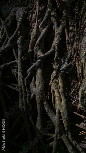 The roots of the trees in the jungle. Dark abstract vertical background