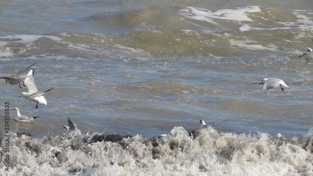 Fototapeta premium Gabbiani