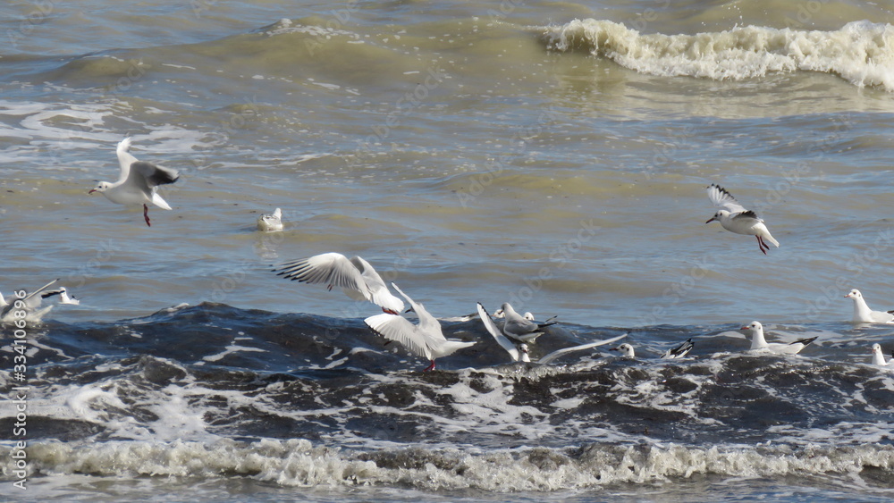 Fototapeta premium Gabbiani