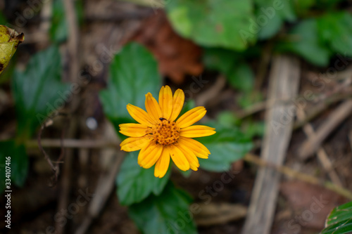 yellow flower
