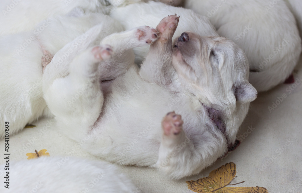 A white blind little puppy is lying on its back with its paws up A white blind little puppy is lying on its back with its paws up