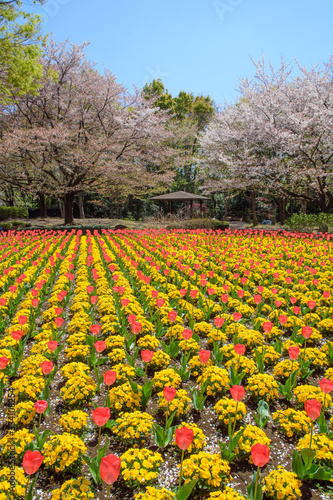 Wallpaper Mural チューリップ Torontodigital.ca