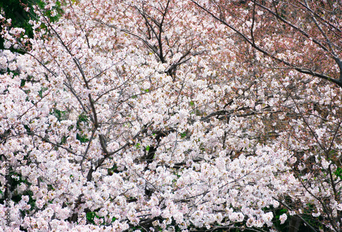 Cherry blossom in full bloom