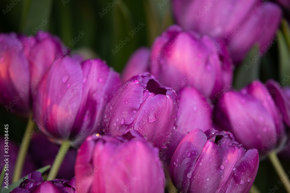 Obraz premium Purple tulips with rain drops
