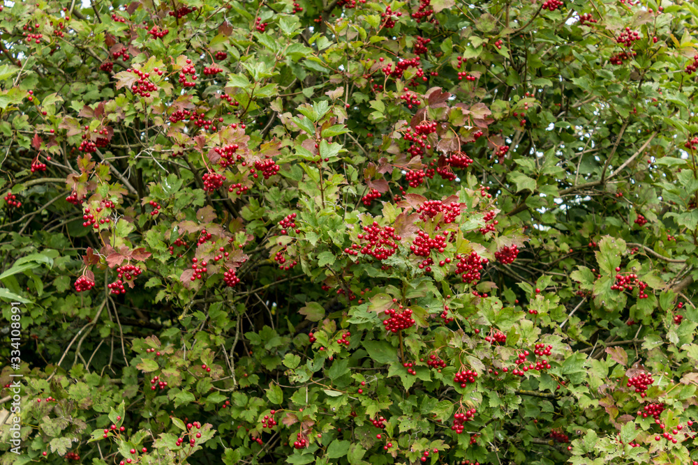 Harvest in the village. Viburnum bush covered with red ripe berries. Material for the site about the village, gardening, berries, summer.