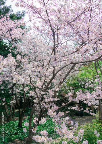 Cherry blossom in full bloom