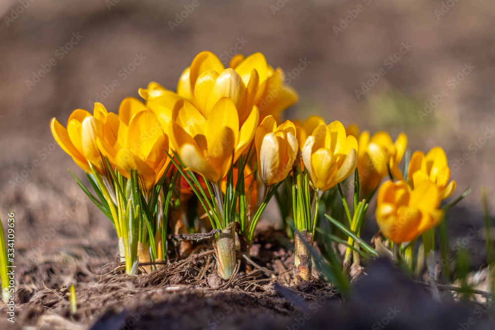 White and yellow crocuses in the country in the spring. Bright spring flowers. Fresh joyous plants bloomed. The young sprouts.