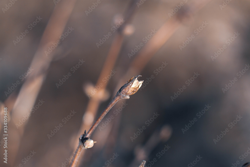The Bud of the tree blooms. Spring. Background. Copy space. The Bud of the tree blooms. Spring. Background. Copy space.