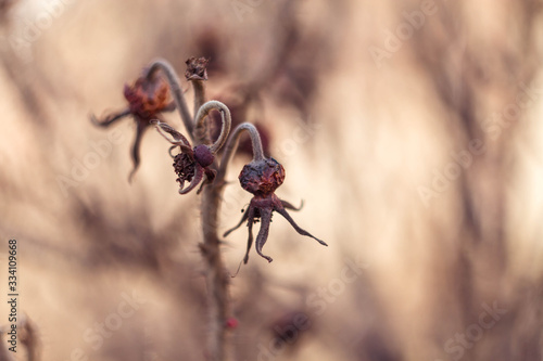 An old withered brown rosehip branch with berries and sharp thorns. Curved prickly branches of a Bush. Background. © Olga