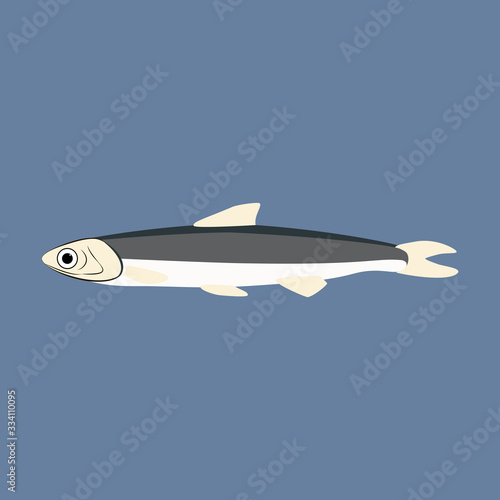 Anchovy fish fresh marine seafood vector illustration