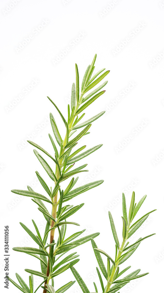 Fototapeta premium Green rosemary plant on a white background.