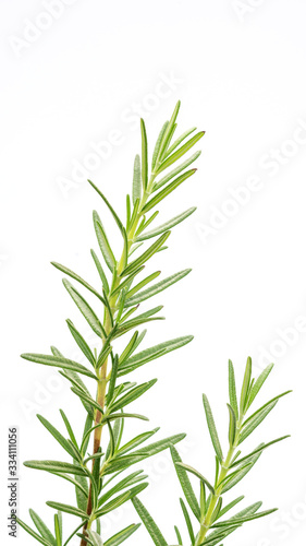 Green rosemary plant on a white background.