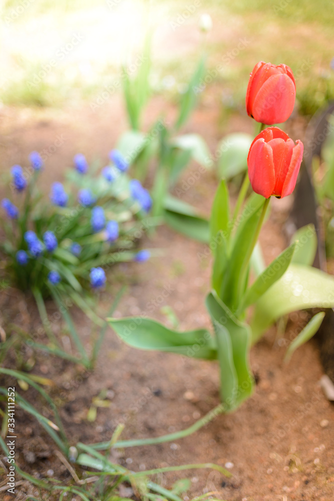 Fototapeta premium field flowers two red tulips. Spring background. Beautiful meadow/Beautiful nature scene with blooming red tulip. Spring background. Beautiful meadow.