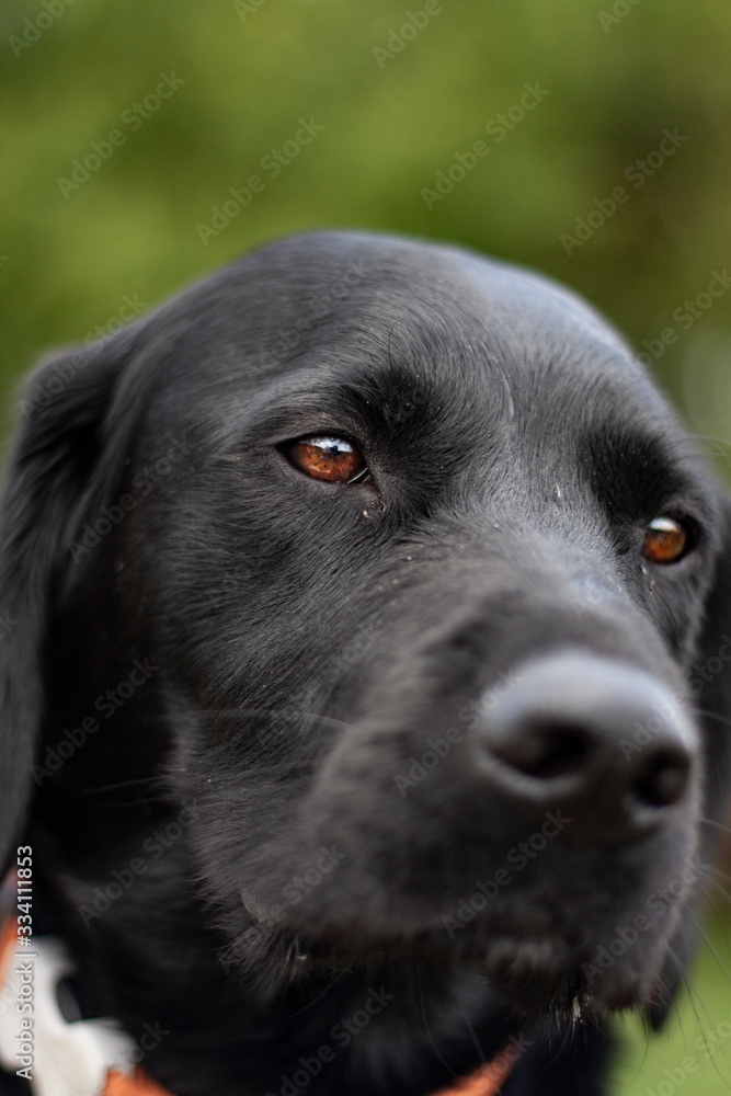 labrador